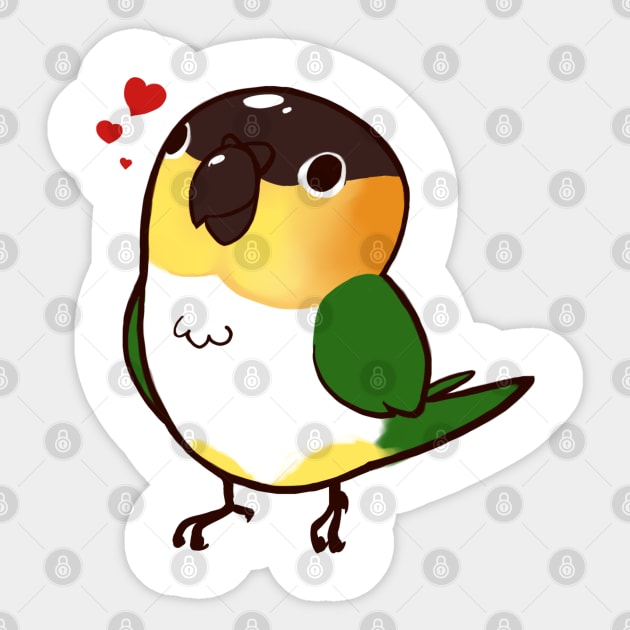 Caique 1 Sticker by Shemii